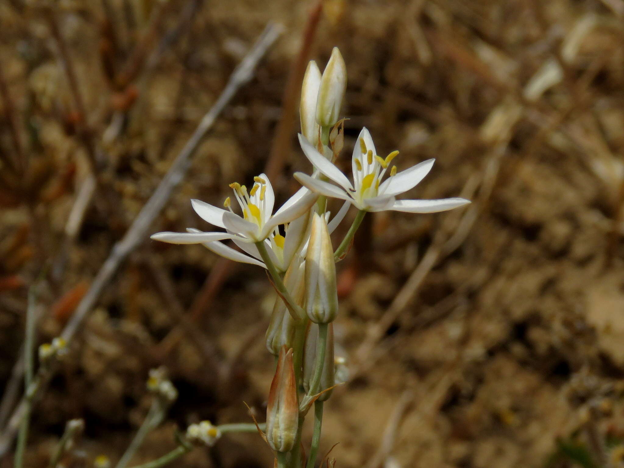 Imagem de Ornithogalum pilosum L. fil.