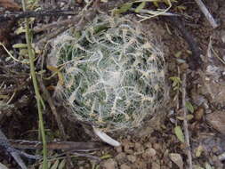 Image of Haworthia bolusii var. bolusii