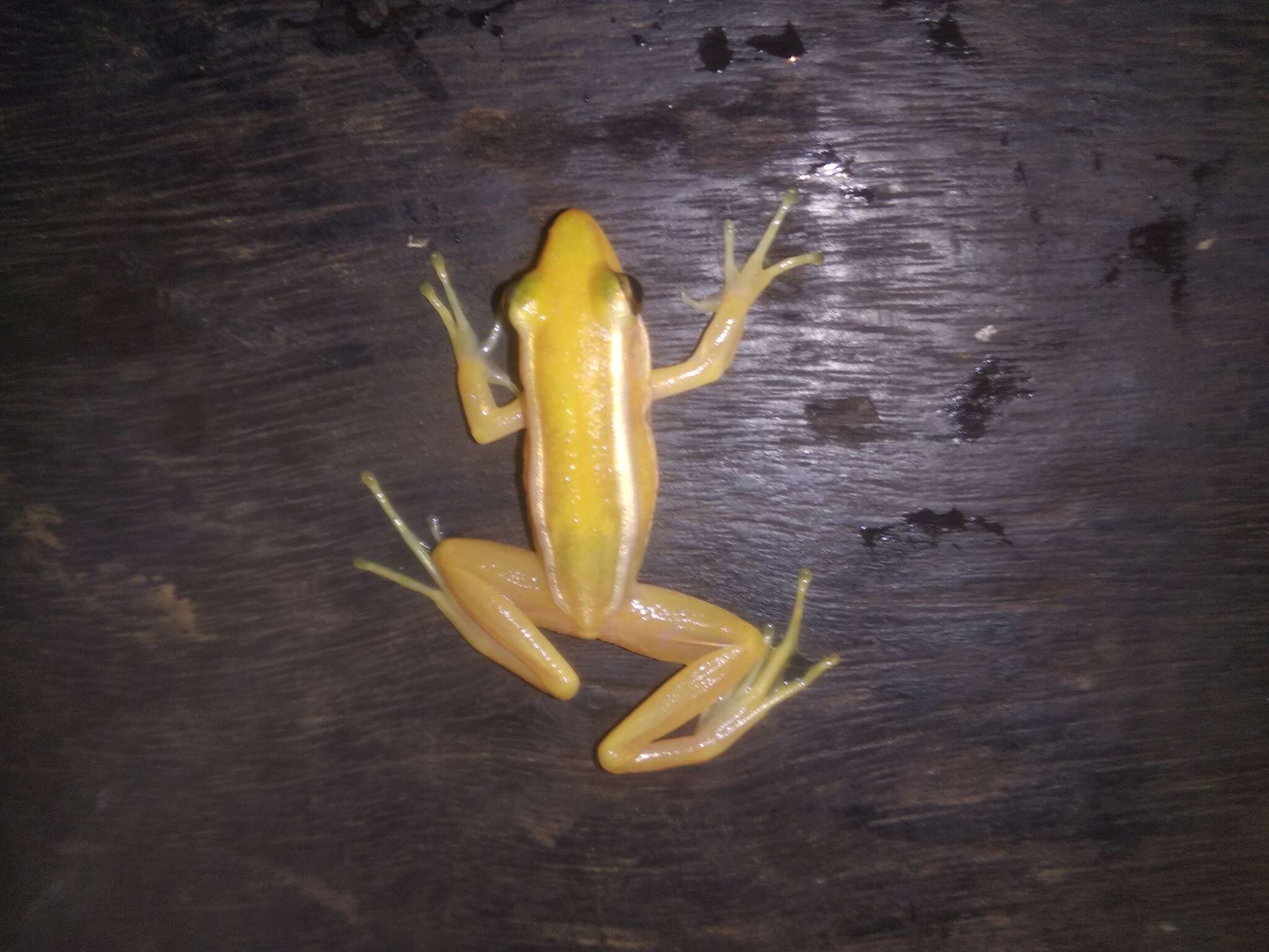 Image of Leaf frog