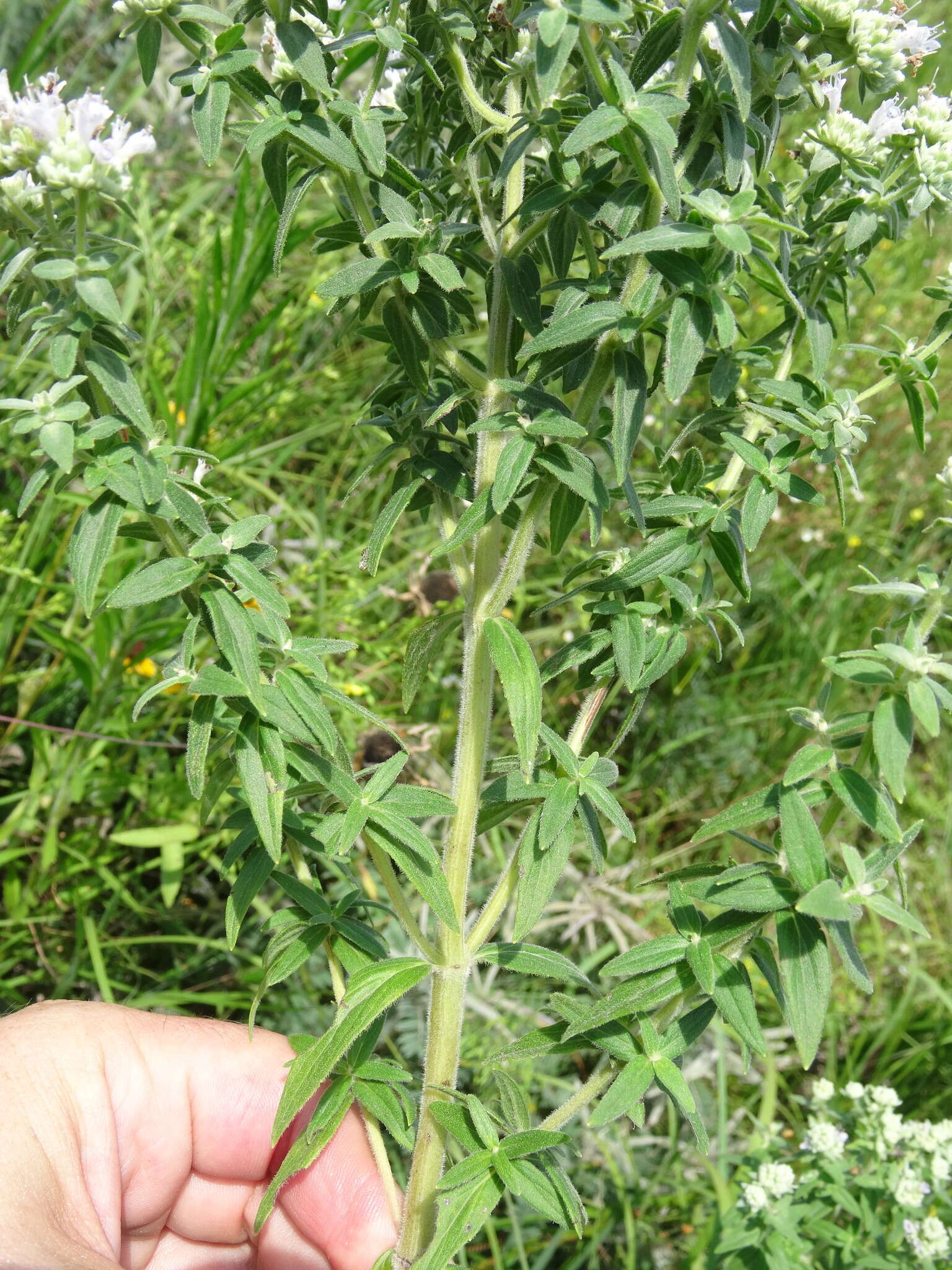 Image of whorled mountainmint