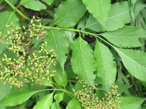 Image of Sambucus williamsii Hance