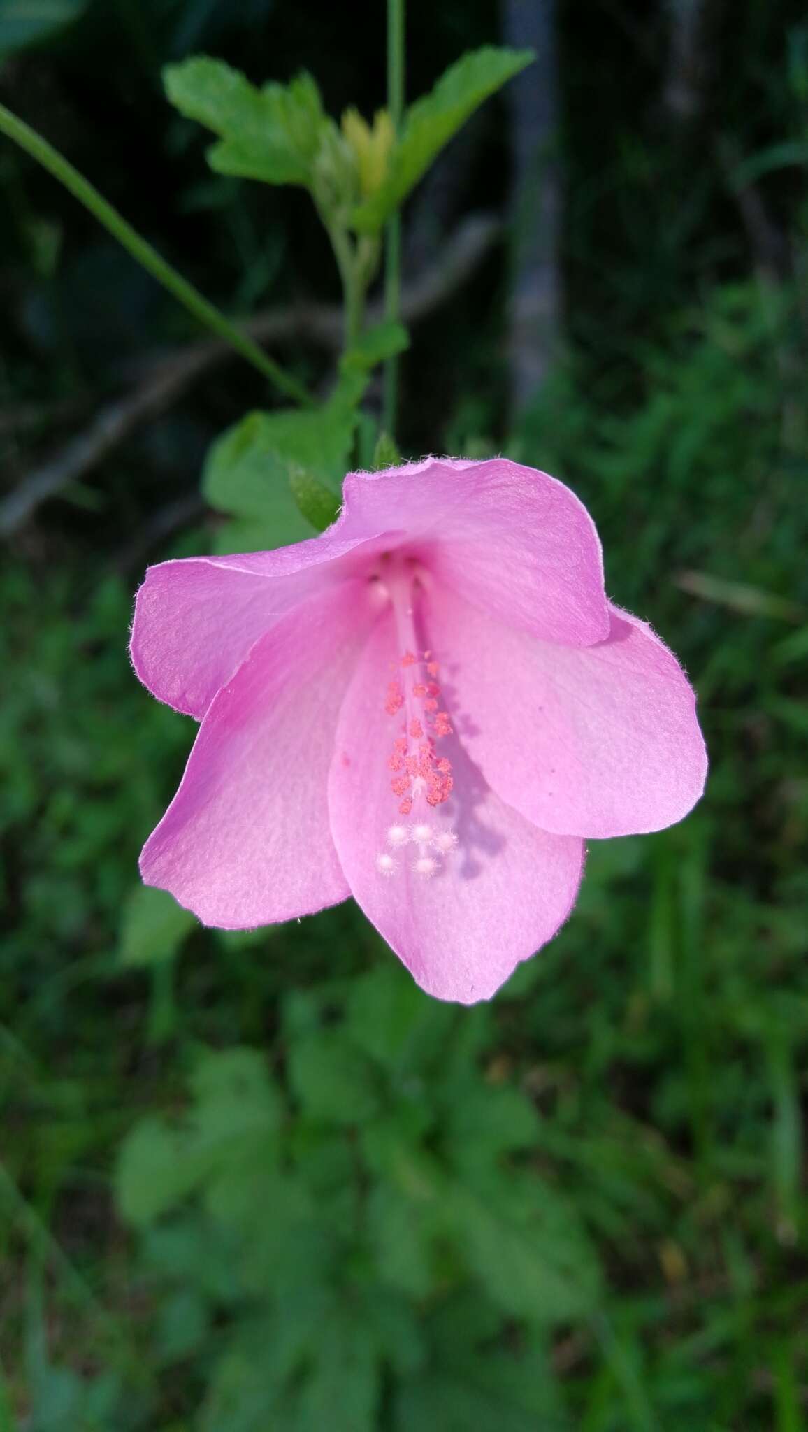 Image of Forest pink hibiscus