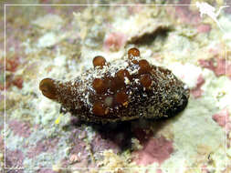 Image of velutin snail