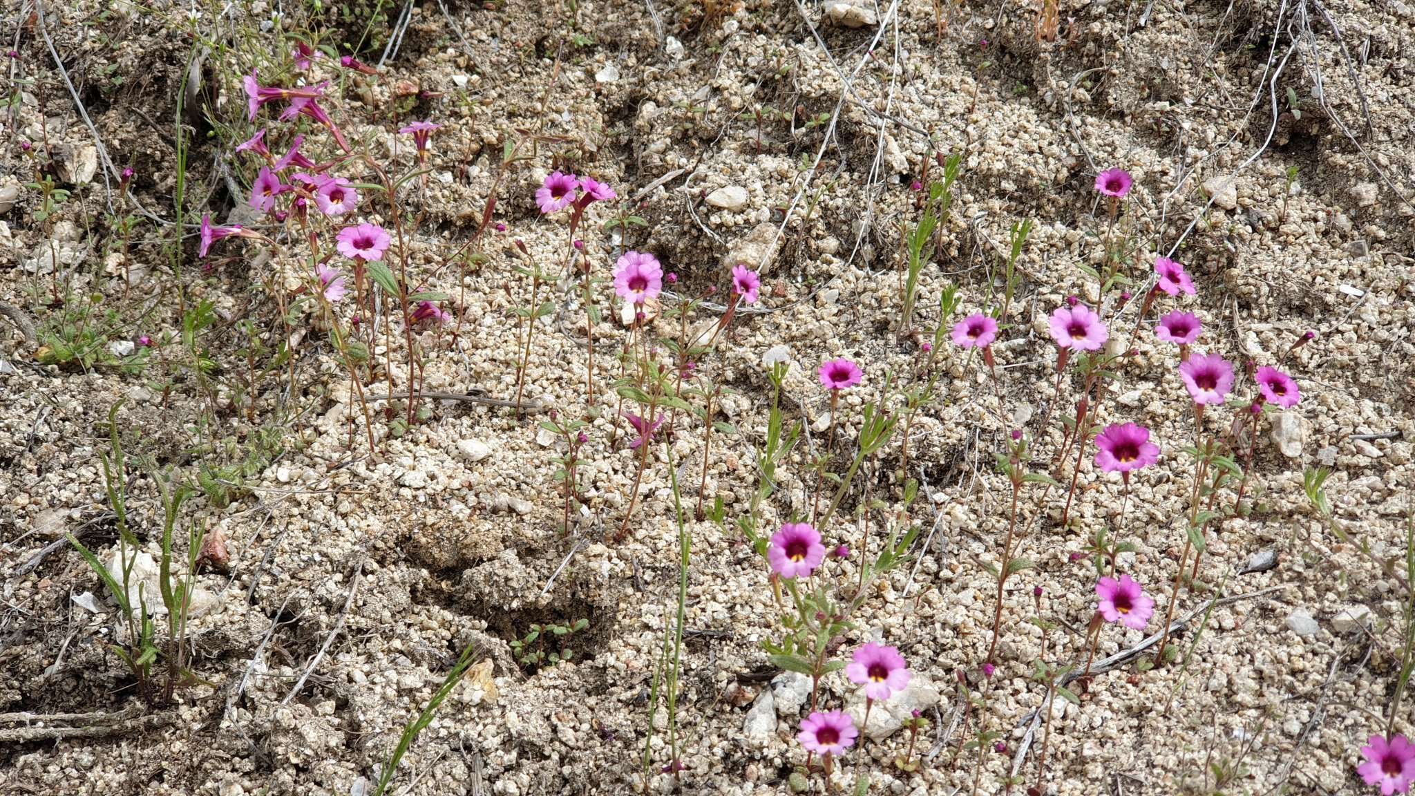 Image of Palomar monkeyflower