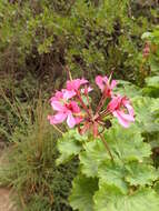 Image of horseshoe geranium