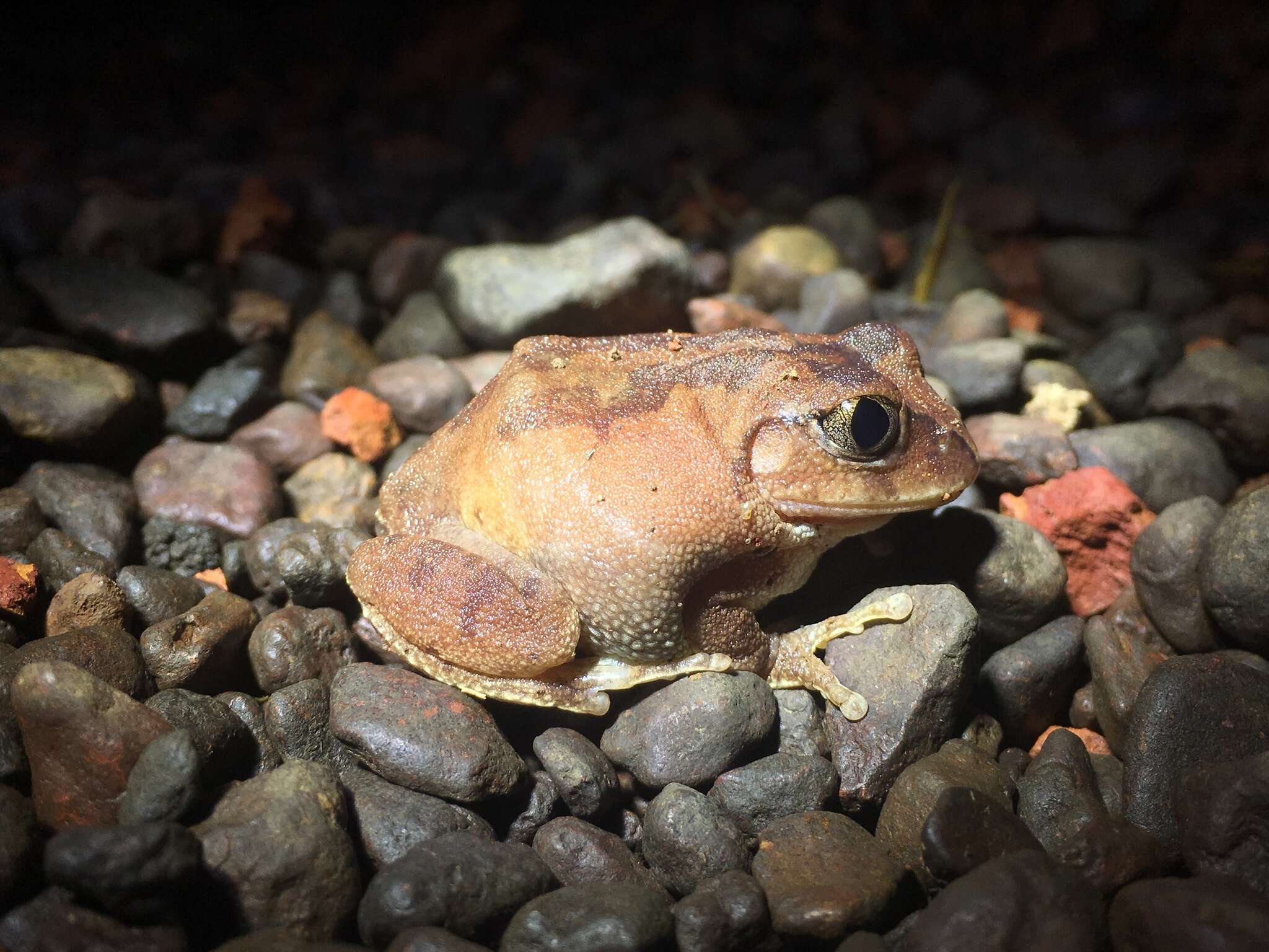 Image of horseshoe forest treefrog