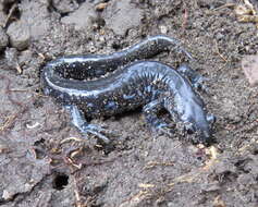 صورة Ambystoma laterale Hallowell 1856