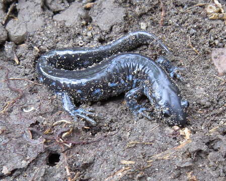 Imagem de Ambystoma laterale Hallowell 1856