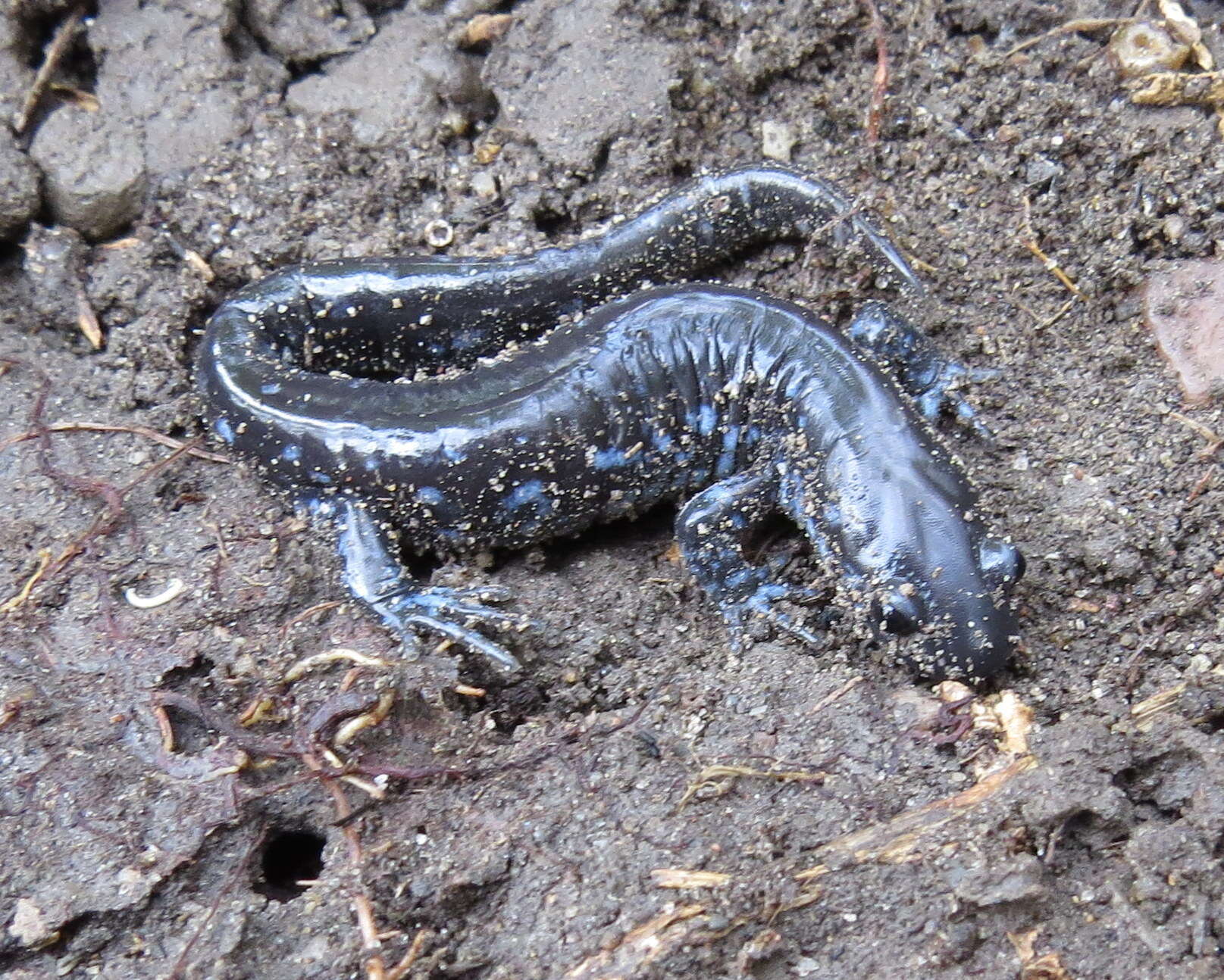 صورة Ambystoma laterale Hallowell 1856