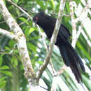 Image of Ivory-billed Coucal