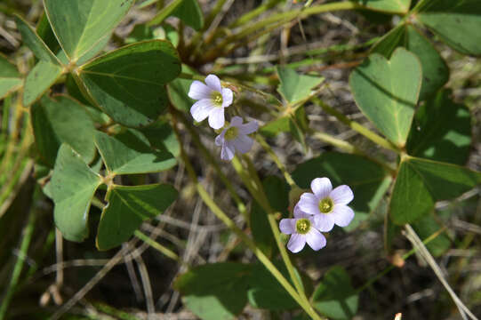 Imagem de Oxalis xiphophylla Baker