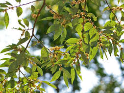 Image of Lindera communis Hemsl.