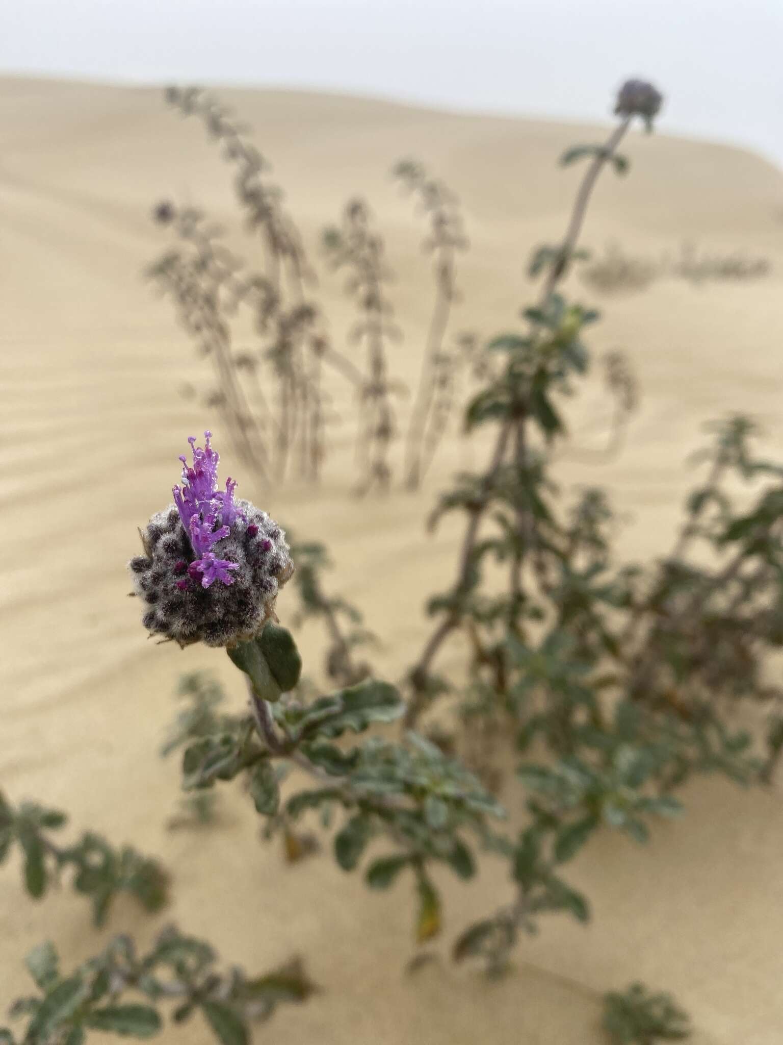 Image of curlyleaf monardella