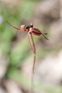 Caladenia plicata Fitzg.的圖片