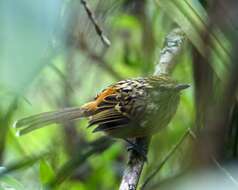 Image of Streak-headed Antbird