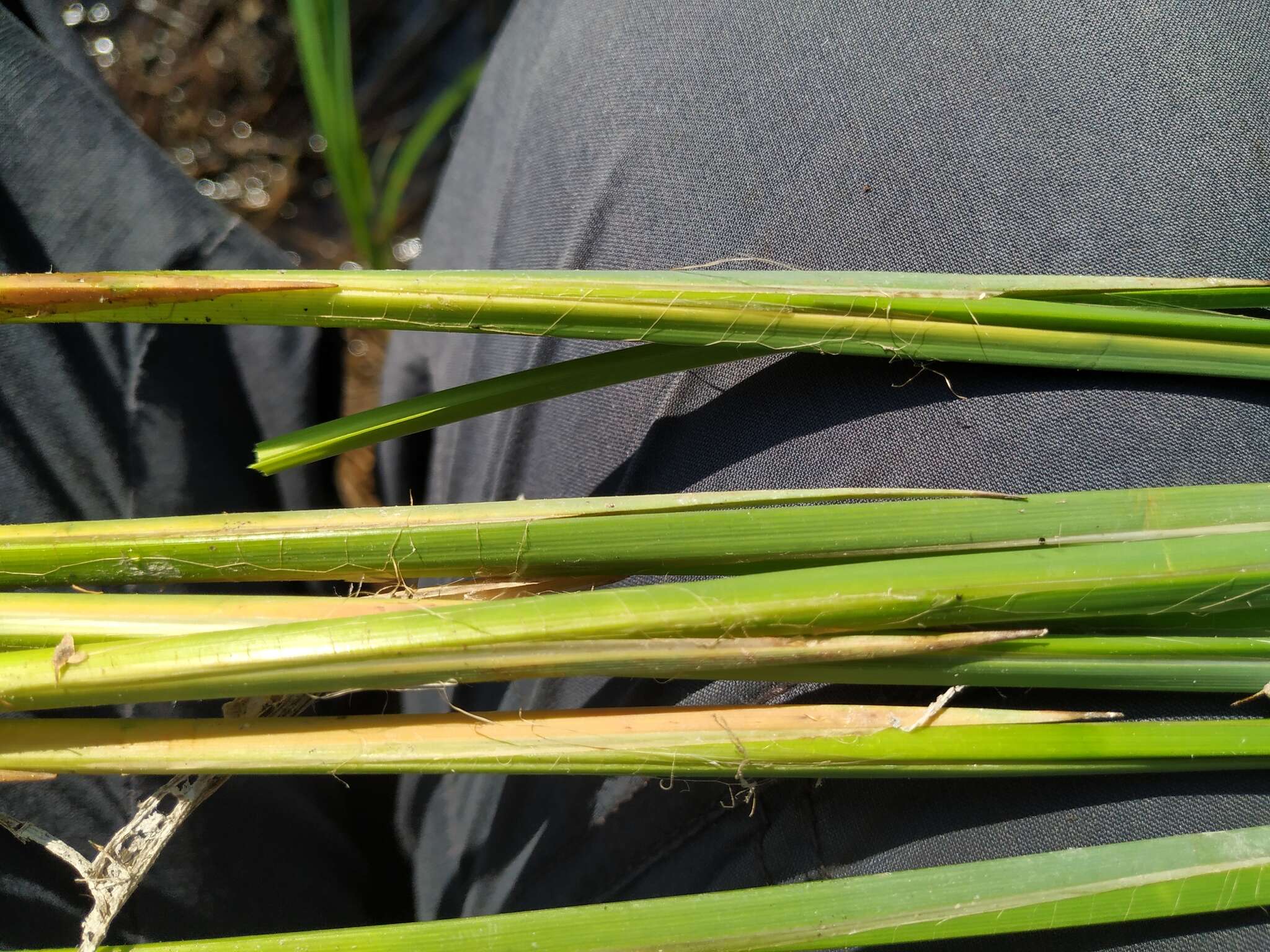 Image of Carex elata subsp. omskiana (Meinsh.) Jalas