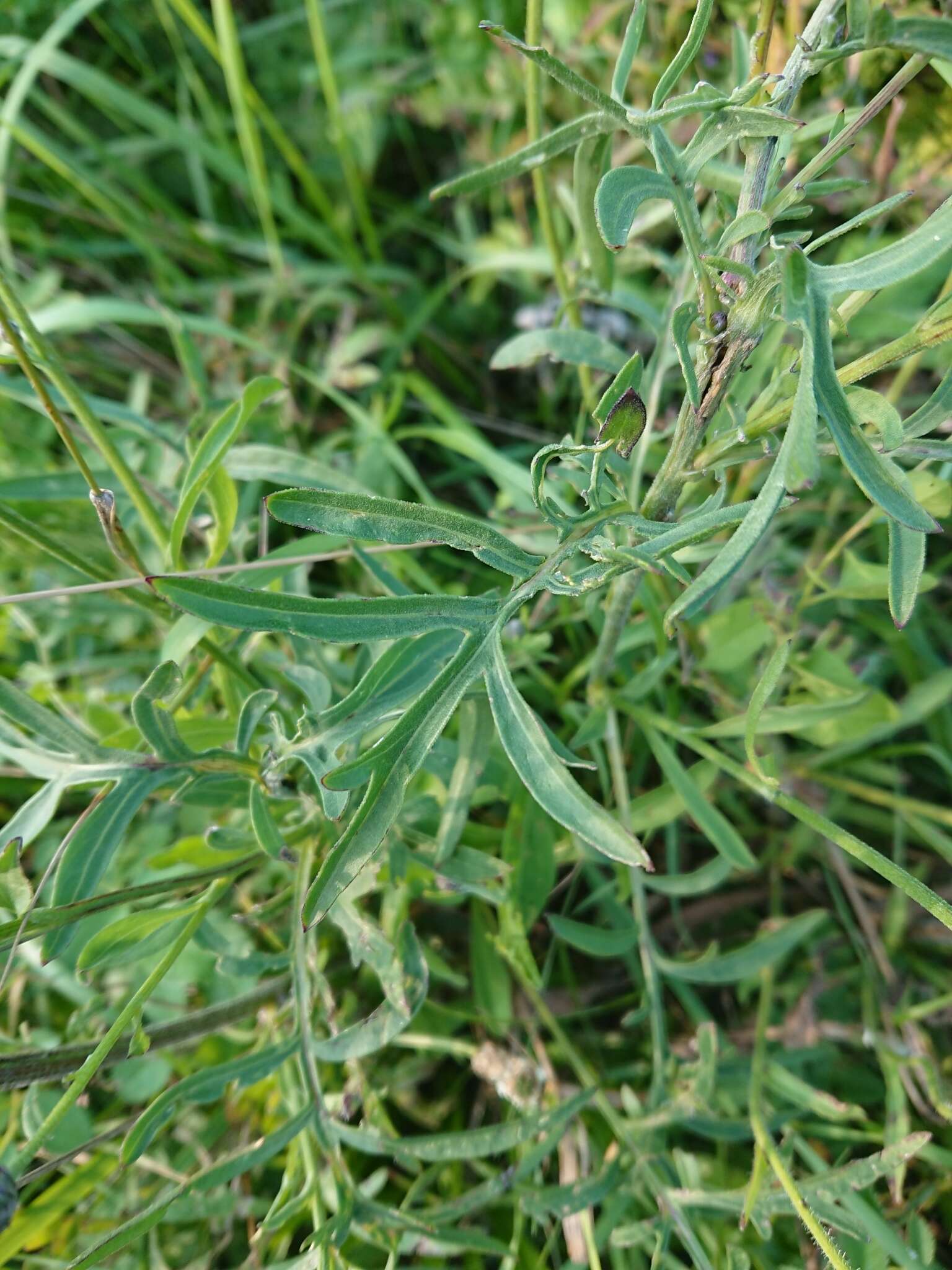 Centaurea scabiosa subsp. scabiosa的圖片