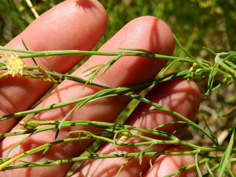 Image of Baccharis darwinii Hook. & Arn.