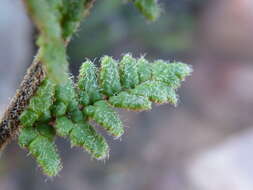 Image of Cheilanthes contracta Kunze