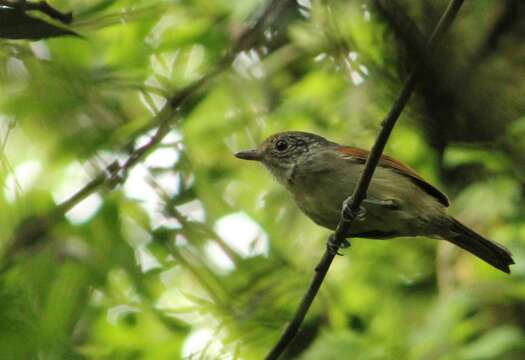 Image of Rufous-backed Antvireo