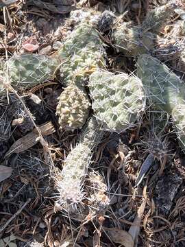 Imagem de Opuntia polyacantha Haw.