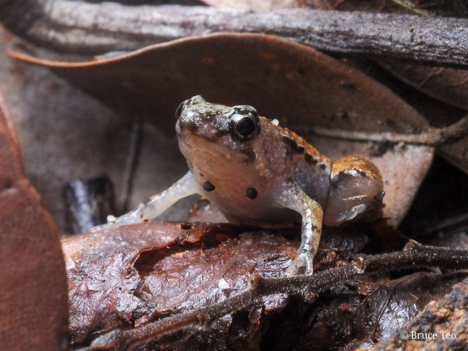 Image of Bornean Chorus Frog