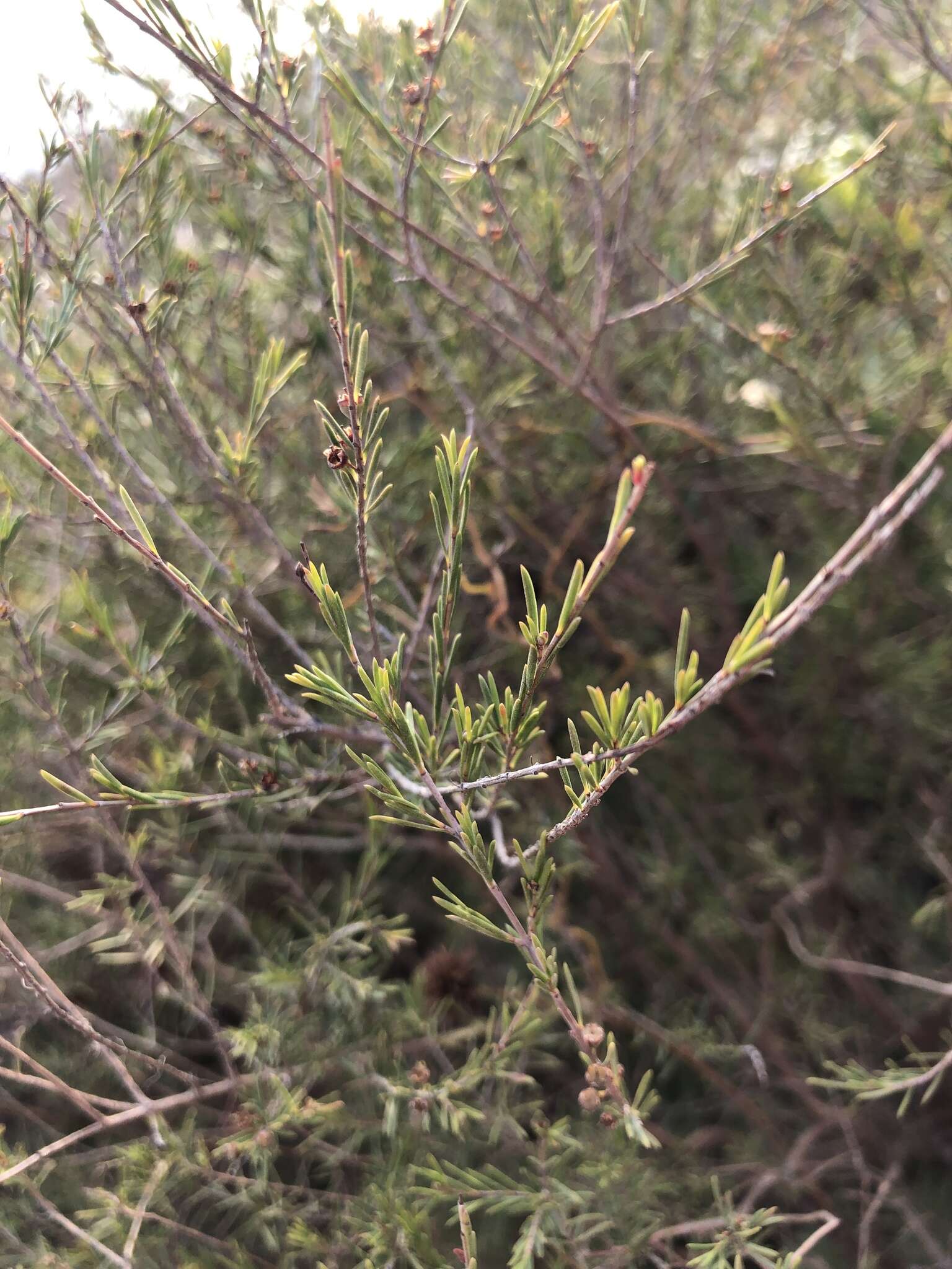 Baeckea frutescens L. resmi