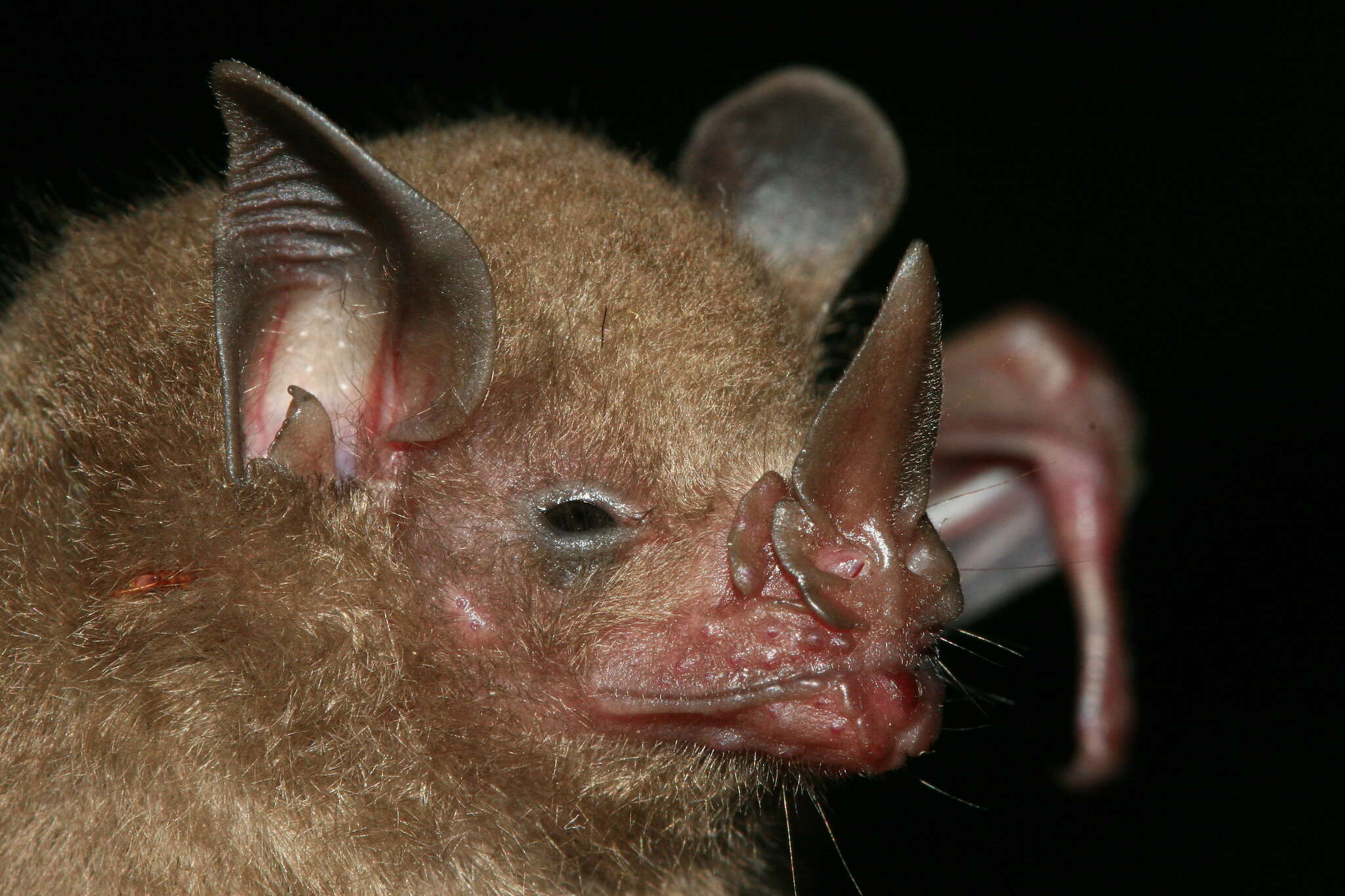 Image of dwarf little fruit bat