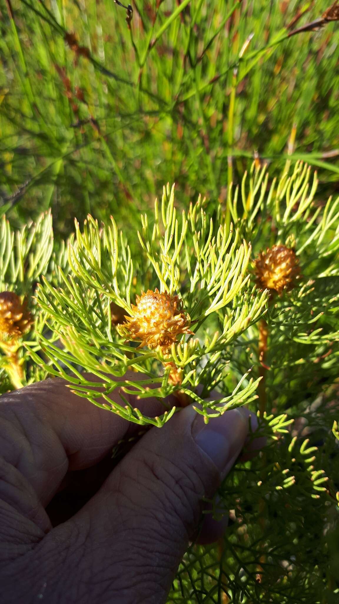 Image of Serruria glomerata (L.) R. Br.