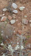 Image of Helichrysum zeyheri Less.