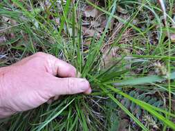 Image of starved panicgrass