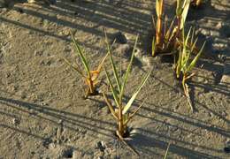 Image of California Cord Grass