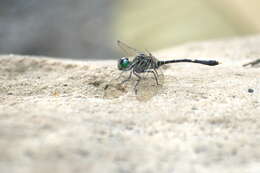 Tetrathemis irregularis Brauer 1868 resmi