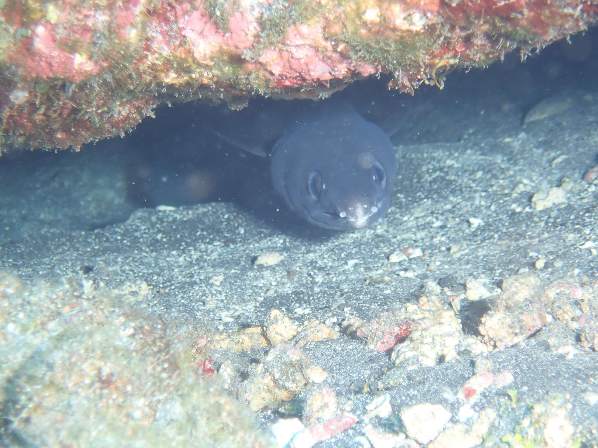 Image of Ash-colored conger eel