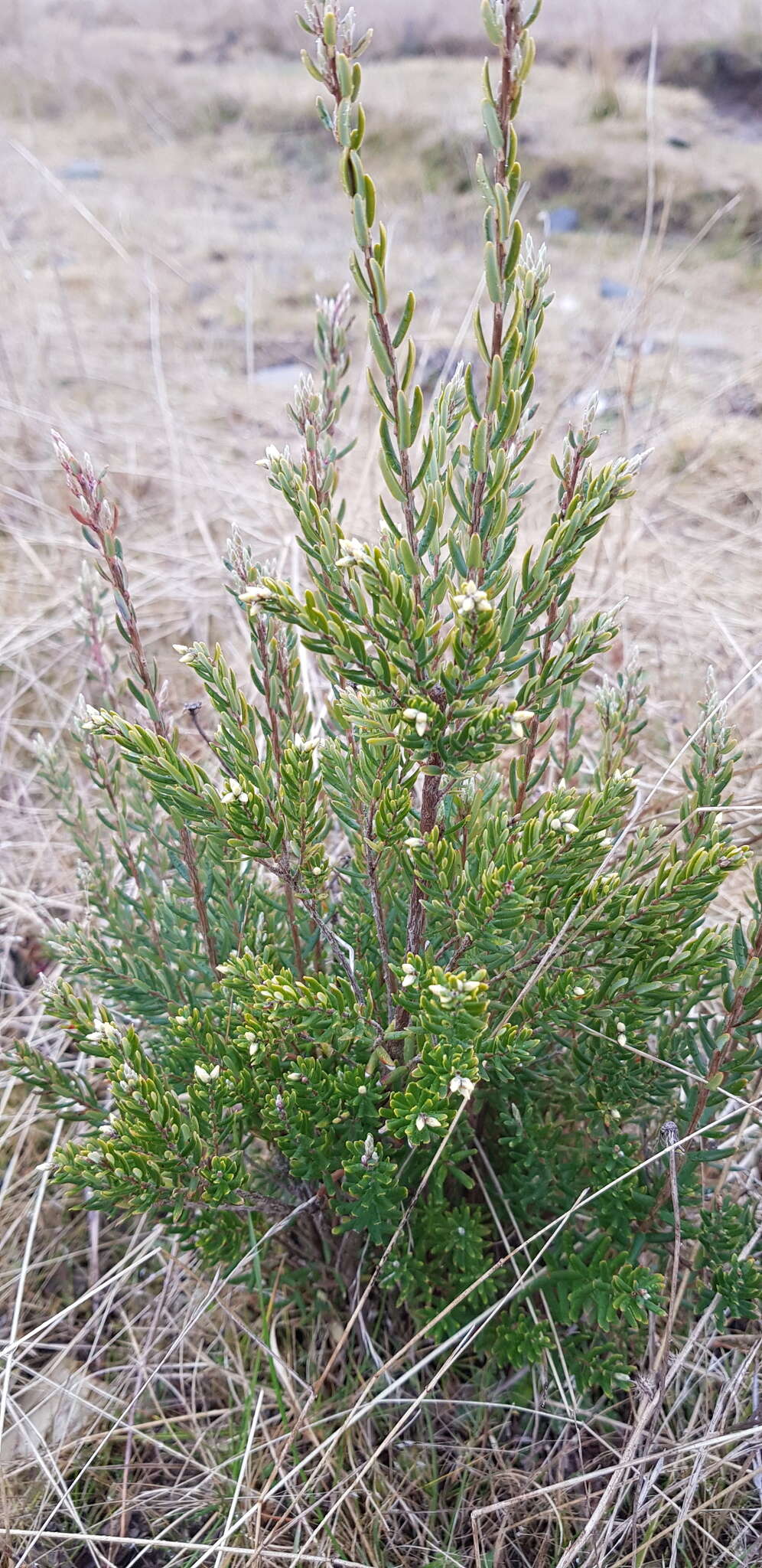 Image of Acrothamnus hookeri (Sond.) Quinn