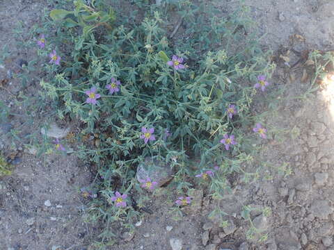 Image de Fagonia villosa D. M. Porter