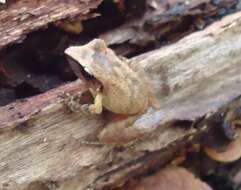 Image of Paraiba Robber Frog