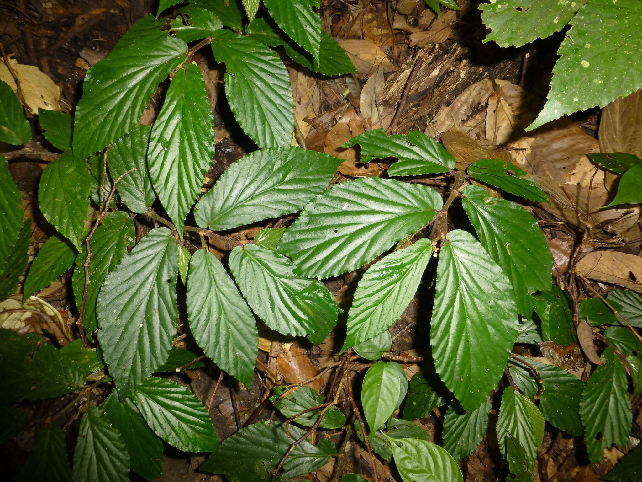 Image of Begonia danumensis Chong