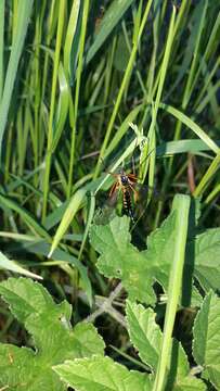 صورة Ctenophora (Ctenophora) pectinicornis (Linnaeus 1758)