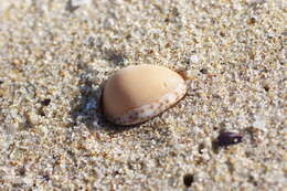 Image of Notocypraea angustata (Gmelin 1791)