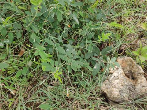 Image of Tephrosia tinctoria Pers.