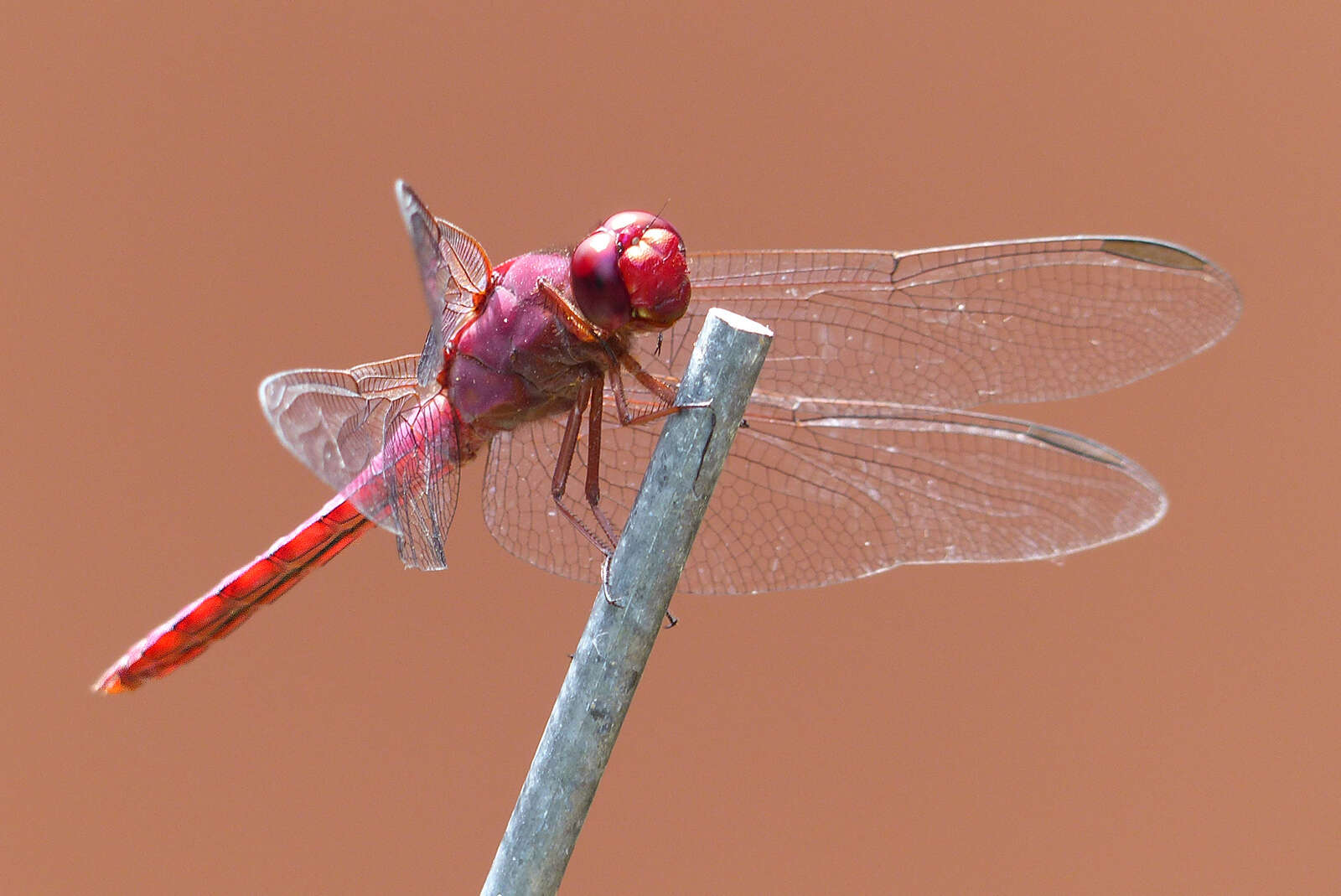 Image of Carmine Skimmer