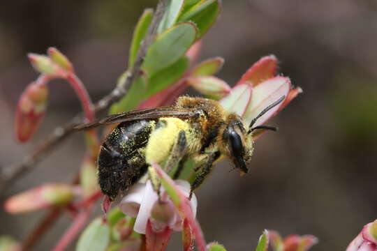 Imagem de Andrena nivalis Smith 1853