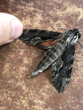 Image of Oleander sphinx moth