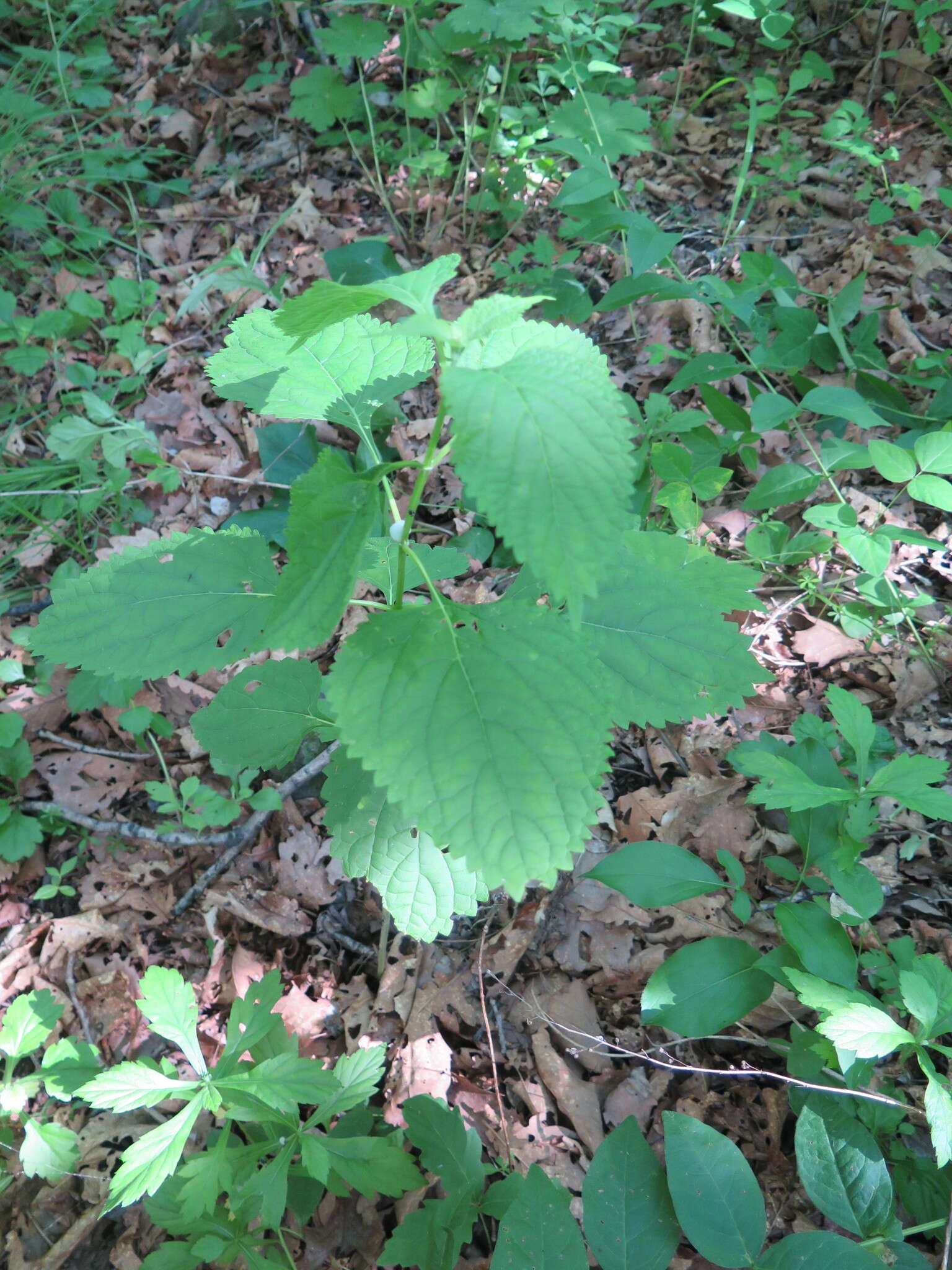 Image of Isodon japonicus var. glaucocalyx (Maxim.) H. W. Li