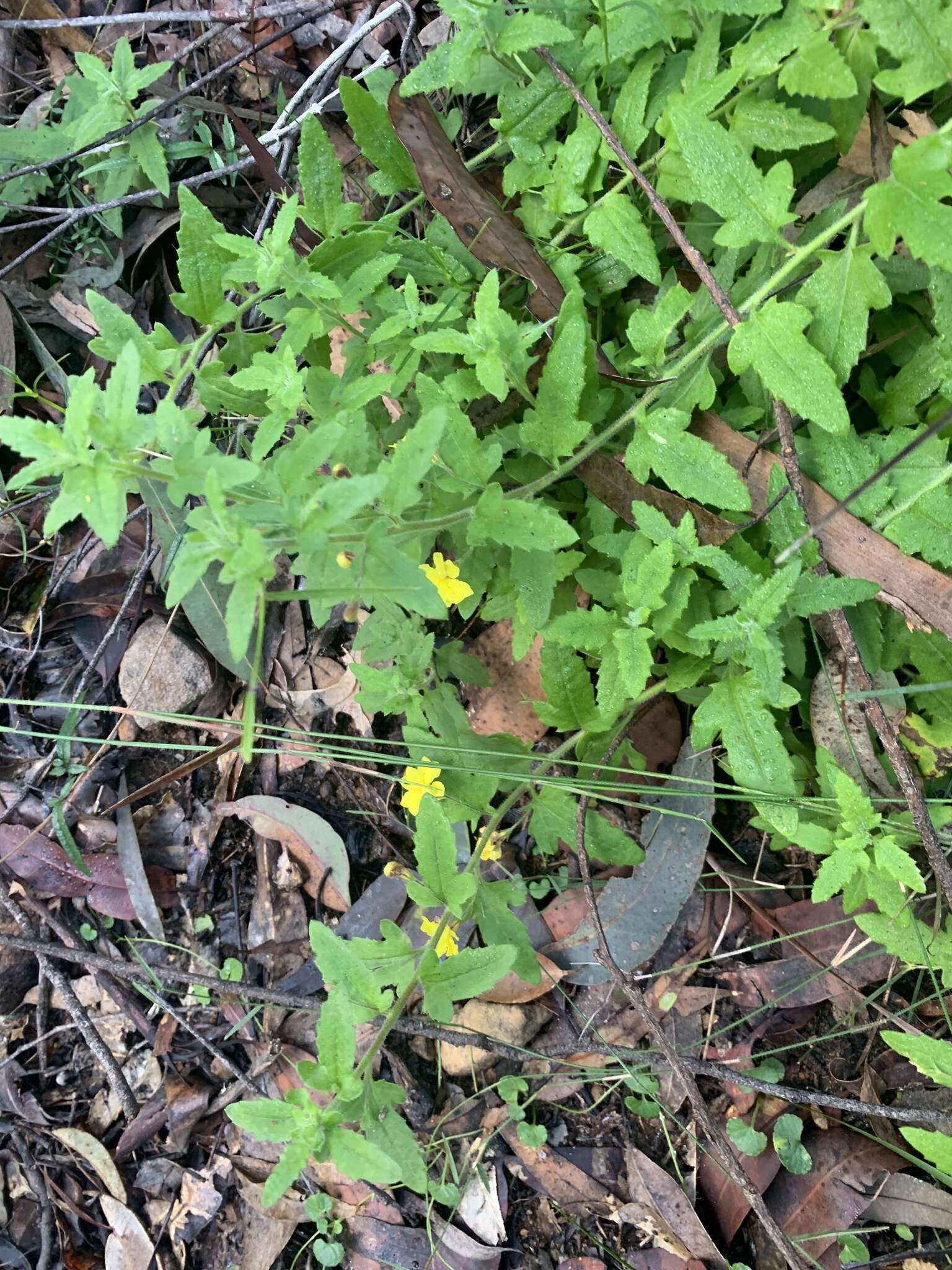 Image of Goodenia heterophylla subsp. teucriifolia (F. Müll.) R. Carolin