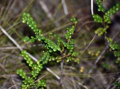 Phyllanthus myrtilloides Griseb.的圖片