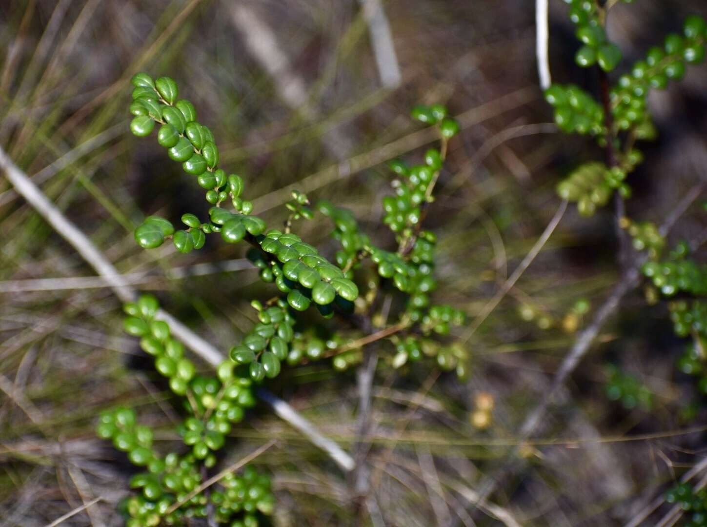 Phyllanthus myrtilloides subsp. shaferi (Urb.) G. L. Webster的圖片