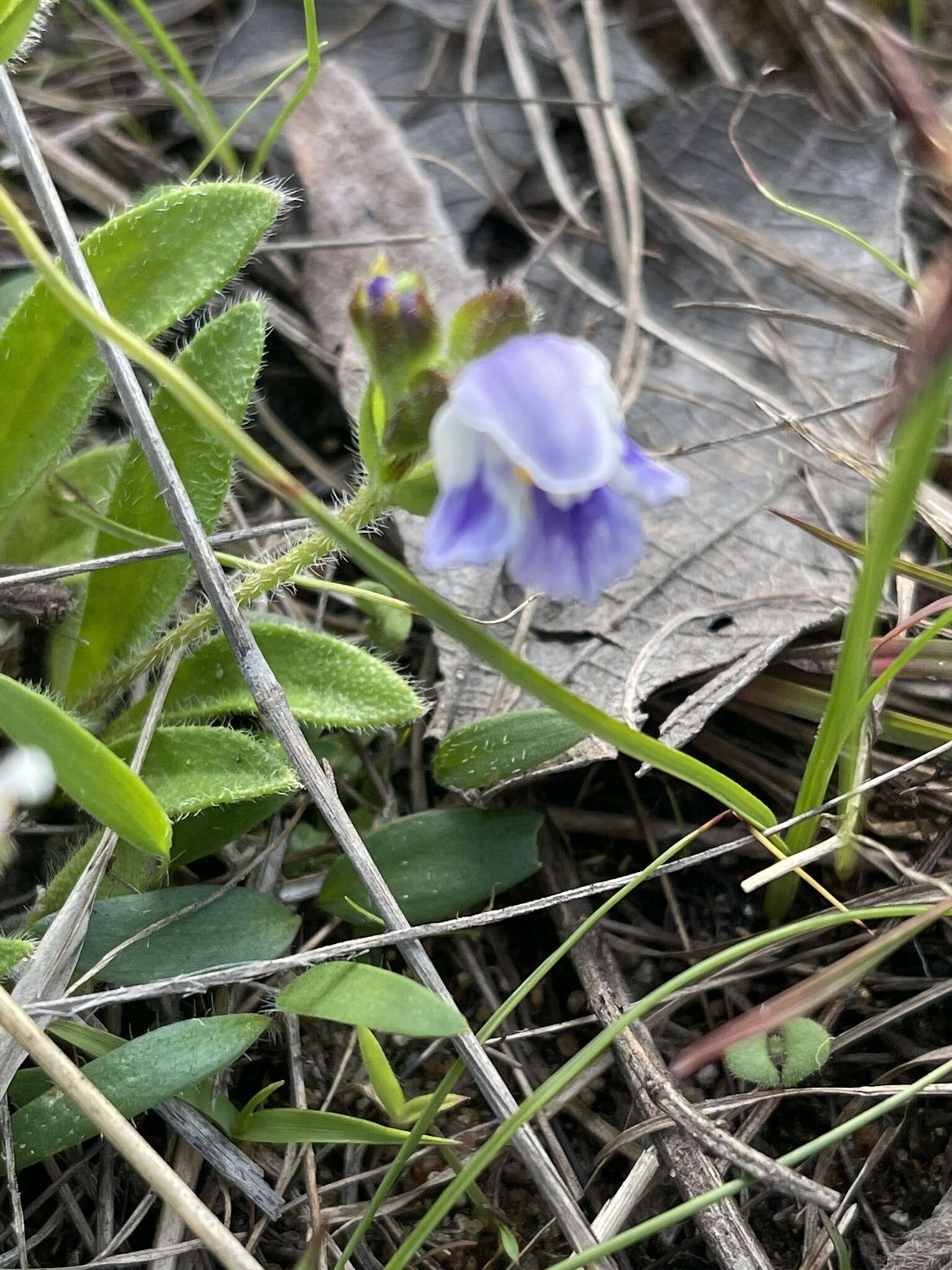 Imagem de Craterostigma plantagineum Hochst.