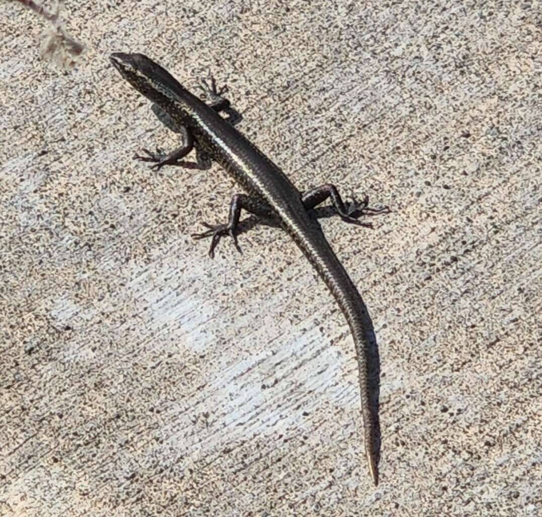 Image of Mottled Snake-eyed Skink